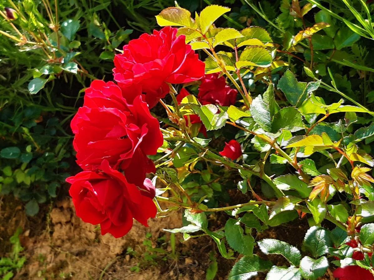 Fonteregia